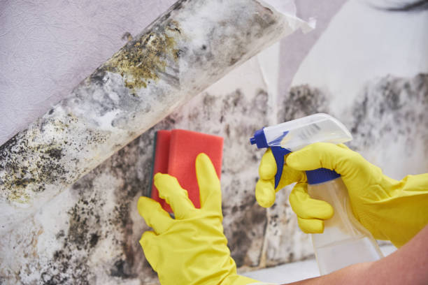 Why You Should Choose Our Mold Remediation Services in Spring Grove, IL